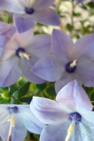 A mobile wallpaper and MMS picture for Apple iPhone 7s, 6s, 5s, 4s, Plus, iPods, iPads, New iPads, Samsung Galaxy S Series and Notes, Sony Ericsson Xperia, LG Mobile Phones, Tablets and Devices: Balloon Flower -Chinese Bellflower-.
