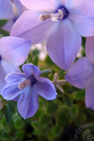 A mobile wallpaper and MMS picture for Apple iPhone 7s, 6s, 5s, 4s, Plus, iPods, iPads, New iPads, Samsung Galaxy S Series and Notes, Sony Ericsson Xperia, LG Mobile Phones, Tablets and Devices: Balloon Flower -Chinese Bellflower-.
