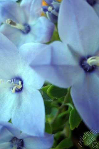 A mobile wallpaper and MMS picture for Apple iPhone 7s, 6s, 5s, 4s, Plus, iPods, iPads, New iPads, Samsung Galaxy S Series and Notes, Sony Ericsson Xperia, LG Mobile Phones, Tablets and Devices: Balloon Flower -Chinese Bellflower-.
