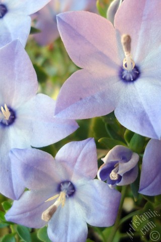 A mobile wallpaper and MMS picture for Apple iPhone 7s, 6s, 5s, 4s, Plus, iPods, iPads, New iPads, Samsung Galaxy S Series and Notes, Sony Ericsson Xperia, LG Mobile Phones, Tablets and Devices: Balloon Flower -Chinese Bellflower-.
