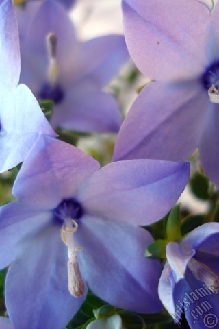 A mobile wallpaper and MMS picture for Apple iPhone 7s, 6s, 5s, 4s, Plus, iPods, iPads, New iPads, Samsung Galaxy S Series and Notes, Sony Ericsson Xperia, LG Mobile Phones, Tablets and Devices: Balloon Flower -Chinese Bellflower-.
