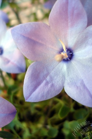 A mobile wallpaper and MMS picture for Apple iPhone 7s, 6s, 5s, 4s, Plus, iPods, iPads, New iPads, Samsung Galaxy S Series and Notes, Sony Ericsson Xperia, LG Mobile Phones, Tablets and Devices: Balloon Flower -Chinese Bellflower-.
