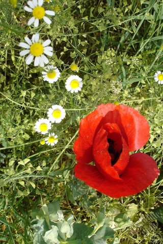 A mobile wallpaper and MMS picture for Apple iPhone 7s, 6s, 5s, 4s, Plus, iPods, iPads, New iPads, Samsung Galaxy S Series and Notes, Sony Ericsson Xperia, LG Mobile Phones, Tablets and Devices: Red poppy flower.
