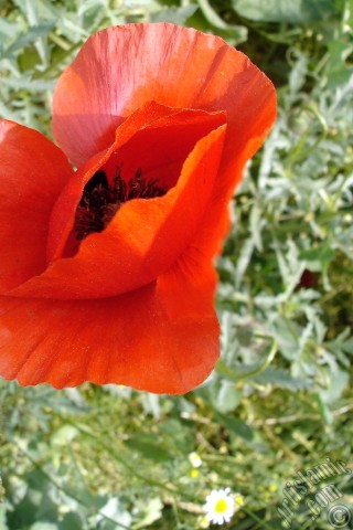 A mobile wallpaper and MMS picture for Apple iPhone 7s, 6s, 5s, 4s, Plus, iPods, iPads, New iPads, Samsung Galaxy S Series and Notes, Sony Ericsson Xperia, LG Mobile Phones, Tablets and Devices: Red poppy flower.
