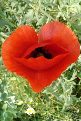 A mobile wallpaper and MMS picture for Apple iPhone 7s, 6s, 5s, 4s, Plus, iPods, iPads, New iPads, Samsung Galaxy S Series and Notes, Sony Ericsson Xperia, LG Mobile Phones, Tablets and Devices: Red poppy flower.
