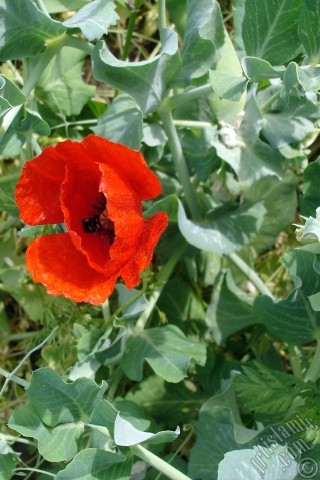 A mobile wallpaper and MMS picture for Apple iPhone 7s, 6s, 5s, 4s, Plus, iPods, iPads, New iPads, Samsung Galaxy S Series and Notes, Sony Ericsson Xperia, LG Mobile Phones, Tablets and Devices: Red poppy flower.
