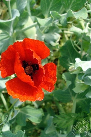 A mobile wallpaper and MMS picture for Apple iPhone 7s, 6s, 5s, 4s, Plus, iPods, iPads, New iPads, Samsung Galaxy S Series and Notes, Sony Ericsson Xperia, LG Mobile Phones, Tablets and Devices: Red poppy flower.
