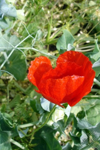 A mobile wallpaper and MMS picture for Apple iPhone 7s, 6s, 5s, 4s, Plus, iPods, iPads, New iPads, Samsung Galaxy S Series and Notes, Sony Ericsson Xperia, LG Mobile Phones, Tablets and Devices: Red poppy flower.
