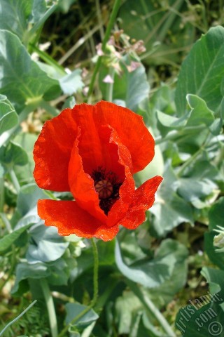 A mobile wallpaper and MMS picture for Apple iPhone 7s, 6s, 5s, 4s, Plus, iPods, iPads, New iPads, Samsung Galaxy S Series and Notes, Sony Ericsson Xperia, LG Mobile Phones, Tablets and Devices: Red poppy flower.
