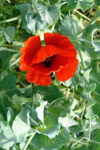 A mobile wallpaper and MMS picture for Apple iPhone 7s, 6s, 5s, 4s, Plus, iPods, iPads, New iPads, Samsung Galaxy S Series and Notes, Sony Ericsson Xperia, LG Mobile Phones, Tablets and Devices: Red poppy flower.
