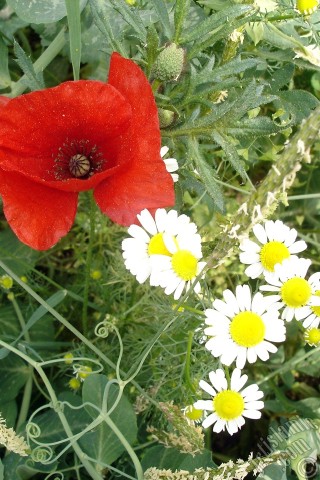 A mobile wallpaper and MMS picture for Apple iPhone 7s, 6s, 5s, 4s, Plus, iPods, iPads, New iPads, Samsung Galaxy S Series and Notes, Sony Ericsson Xperia, LG Mobile Phones, Tablets and Devices: Red poppy flower.
