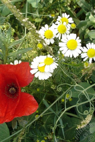 A mobile wallpaper and MMS picture for Apple iPhone 7s, 6s, 5s, 4s, Plus, iPods, iPads, New iPads, Samsung Galaxy S Series and Notes, Sony Ericsson Xperia, LG Mobile Phones, Tablets and Devices: Red poppy flower.
