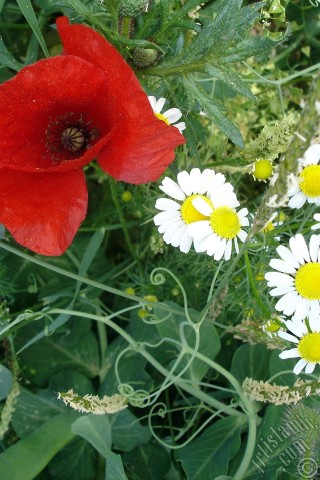 A mobile wallpaper and MMS picture for Apple iPhone 7s, 6s, 5s, 4s, Plus, iPods, iPads, New iPads, Samsung Galaxy S Series and Notes, Sony Ericsson Xperia, LG Mobile Phones, Tablets and Devices: Red poppy flower.
