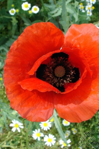 A mobile wallpaper and MMS picture for Apple iPhone 7s, 6s, 5s, 4s, Plus, iPods, iPads, New iPads, Samsung Galaxy S Series and Notes, Sony Ericsson Xperia, LG Mobile Phones, Tablets and Devices: Red poppy flower.
