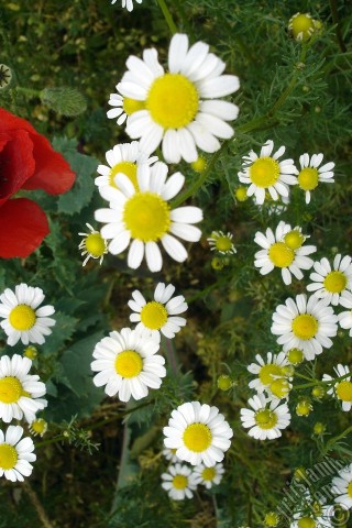 A mobile wallpaper and MMS picture for Apple iPhone 7s, 6s, 5s, 4s, Plus, iPods, iPads, New iPads, Samsung Galaxy S Series and Notes, Sony Ericsson Xperia, LG Mobile Phones, Tablets and Devices: Red poppy flower.
