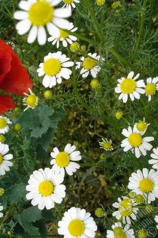 A mobile wallpaper and MMS picture for Apple iPhone 7s, 6s, 5s, 4s, Plus, iPods, iPads, New iPads, Samsung Galaxy S Series and Notes, Sony Ericsson Xperia, LG Mobile Phones, Tablets and Devices: Red poppy flower.
