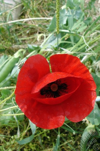 A mobile wallpaper and MMS picture for Apple iPhone 7s, 6s, 5s, 4s, Plus, iPods, iPads, New iPads, Samsung Galaxy S Series and Notes, Sony Ericsson Xperia, LG Mobile Phones, Tablets and Devices: Red poppy flower.
