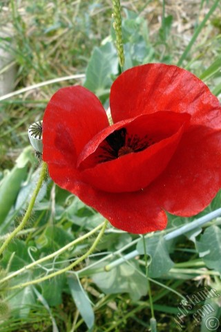 A mobile wallpaper and MMS picture for Apple iPhone 7s, 6s, 5s, 4s, Plus, iPods, iPads, New iPads, Samsung Galaxy S Series and Notes, Sony Ericsson Xperia, LG Mobile Phones, Tablets and Devices: Red poppy flower.
