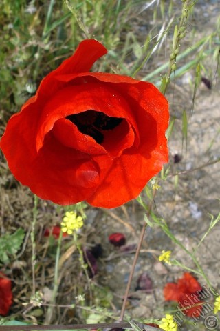 A mobile wallpaper and MMS picture for Apple iPhone 7s, 6s, 5s, 4s, Plus, iPods, iPads, New iPads, Samsung Galaxy S Series and Notes, Sony Ericsson Xperia, LG Mobile Phones, Tablets and Devices: Red poppy flower.
