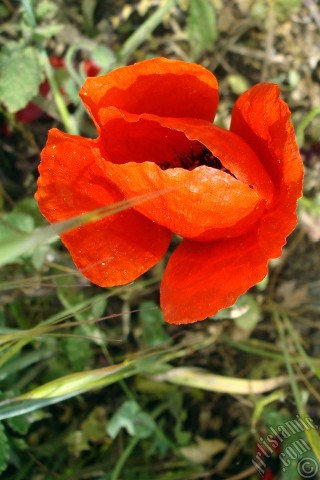 A mobile wallpaper and MMS picture for Apple iPhone 7s, 6s, 5s, 4s, Plus, iPods, iPads, New iPads, Samsung Galaxy S Series and Notes, Sony Ericsson Xperia, LG Mobile Phones, Tablets and Devices: Red poppy flower.
