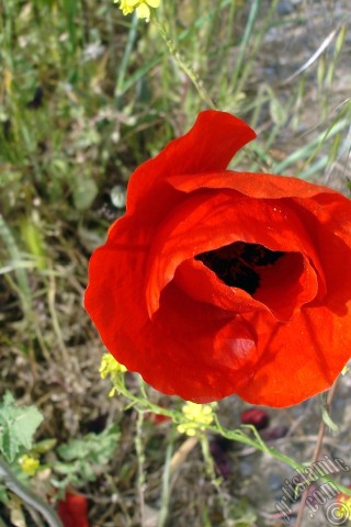 A mobile wallpaper and MMS picture for Apple iPhone 7s, 6s, 5s, 4s, Plus, iPods, iPads, New iPads, Samsung Galaxy S Series and Notes, Sony Ericsson Xperia, LG Mobile Phones, Tablets and Devices: Red poppy flower.
