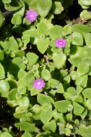 A mobile wallpaper and MMS picture for Apple iPhone 7s, 6s, 5s, 4s, Plus, iPods, iPads, New iPads, Samsung Galaxy S Series and Notes, Sony Ericsson Xperia, LG Mobile Phones, Tablets and Devices: Heartleaf Iceplant -Baby Sun Rose, Rock rose- with pink flowers.
