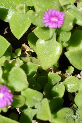 A mobile wallpaper and MMS picture for Apple iPhone 7s, 6s, 5s, 4s, Plus, iPods, iPads, New iPads, Samsung Galaxy S Series and Notes, Sony Ericsson Xperia, LG Mobile Phones, Tablets and Devices: Heartleaf Iceplant -Baby Sun Rose, Rock rose- with pink flowers.
