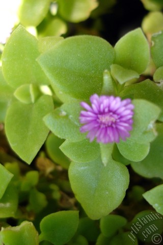 A mobile wallpaper and MMS picture for Apple iPhone 7s, 6s, 5s, 4s, Plus, iPods, iPads, New iPads, Samsung Galaxy S Series and Notes, Sony Ericsson Xperia, LG Mobile Phones, Tablets and Devices: Heartleaf Iceplant -Baby Sun Rose, Rock rose- with pink flowers.
