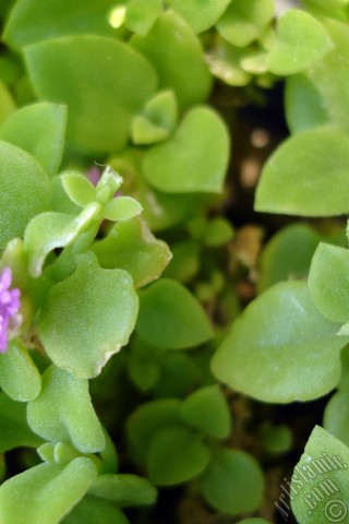 A mobile wallpaper and MMS picture for Apple iPhone 7s, 6s, 5s, 4s, Plus, iPods, iPads, New iPads, Samsung Galaxy S Series and Notes, Sony Ericsson Xperia, LG Mobile Phones, Tablets and Devices: Heartleaf Iceplant -Baby Sun Rose, Rock rose- with pink flowers.
