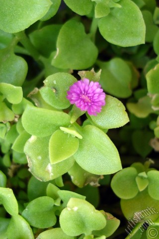 A mobile wallpaper and MMS picture for Apple iPhone 7s, 6s, 5s, 4s, Plus, iPods, iPads, New iPads, Samsung Galaxy S Series and Notes, Sony Ericsson Xperia, LG Mobile Phones, Tablets and Devices: Heartleaf Iceplant -Baby Sun Rose, Rock rose- with pink flowers.
