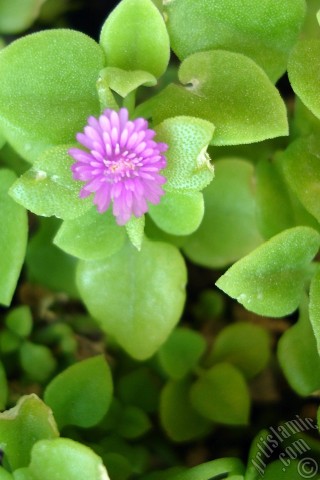 A mobile wallpaper and MMS picture for Apple iPhone 7s, 6s, 5s, 4s, Plus, iPods, iPads, New iPads, Samsung Galaxy S Series and Notes, Sony Ericsson Xperia, LG Mobile Phones, Tablets and Devices: Heartleaf Iceplant -Baby Sun Rose, Rock rose- with pink flowers.
