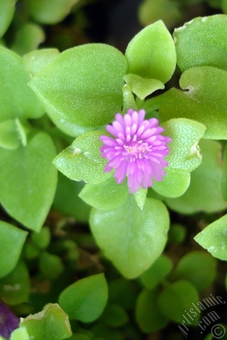 A mobile wallpaper and MMS picture for Apple iPhone 7s, 6s, 5s, 4s, Plus, iPods, iPads, New iPads, Samsung Galaxy S Series and Notes, Sony Ericsson Xperia, LG Mobile Phones, Tablets and Devices: Heartleaf Iceplant -Baby Sun Rose, Rock rose- with pink flowers.
