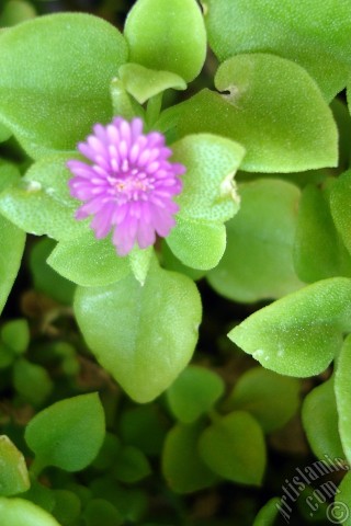 A mobile wallpaper and MMS picture for Apple iPhone 7s, 6s, 5s, 4s, Plus, iPods, iPads, New iPads, Samsung Galaxy S Series and Notes, Sony Ericsson Xperia, LG Mobile Phones, Tablets and Devices: Heartleaf Iceplant -Baby Sun Rose, Rock rose- with pink flowers.
