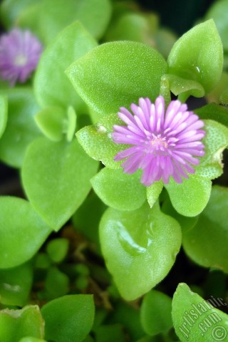 A mobile wallpaper and MMS picture for Apple iPhone 7s, 6s, 5s, 4s, Plus, iPods, iPads, New iPads, Samsung Galaxy S Series and Notes, Sony Ericsson Xperia, LG Mobile Phones, Tablets and Devices: Heartleaf Iceplant -Baby Sun Rose, Rock rose- with pink flowers.
