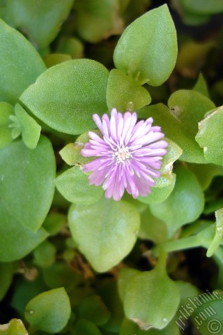 A mobile wallpaper and MMS picture for Apple iPhone 7s, 6s, 5s, 4s, Plus, iPods, iPads, New iPads, Samsung Galaxy S Series and Notes, Sony Ericsson Xperia, LG Mobile Phones, Tablets and Devices: Heartleaf Iceplant -Baby Sun Rose, Rock rose- with pink flowers.
