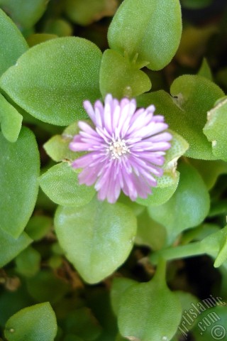 A mobile wallpaper and MMS picture for Apple iPhone 7s, 6s, 5s, 4s, Plus, iPods, iPads, New iPads, Samsung Galaxy S Series and Notes, Sony Ericsson Xperia, LG Mobile Phones, Tablets and Devices: Heartleaf Iceplant -Baby Sun Rose, Rock rose- with pink flowers.
