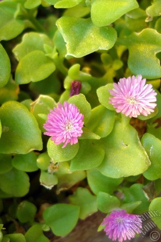 A mobile wallpaper and MMS picture for Apple iPhone 7s, 6s, 5s, 4s, Plus, iPods, iPads, New iPads, Samsung Galaxy S Series and Notes, Sony Ericsson Xperia, LG Mobile Phones, Tablets and Devices: Heartleaf Iceplant -Baby Sun Rose, Rock rose- with pink flowers.
