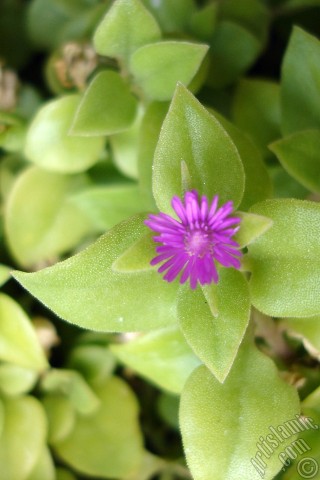 A mobile wallpaper and MMS picture for Apple iPhone 7s, 6s, 5s, 4s, Plus, iPods, iPads, New iPads, Samsung Galaxy S Series and Notes, Sony Ericsson Xperia, LG Mobile Phones, Tablets and Devices: Heartleaf Iceplant -Baby Sun Rose, Rock rose- with pink flowers.
