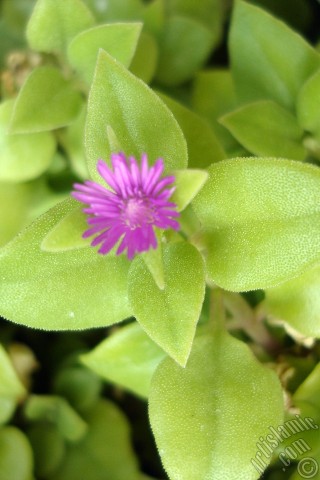 A mobile wallpaper and MMS picture for Apple iPhone 7s, 6s, 5s, 4s, Plus, iPods, iPads, New iPads, Samsung Galaxy S Series and Notes, Sony Ericsson Xperia, LG Mobile Phones, Tablets and Devices: Heartleaf Iceplant -Baby Sun Rose, Rock rose- with pink flowers.
