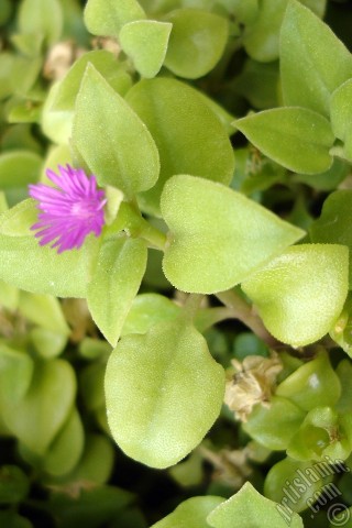 A mobile wallpaper and MMS picture for Apple iPhone 7s, 6s, 5s, 4s, Plus, iPods, iPads, New iPads, Samsung Galaxy S Series and Notes, Sony Ericsson Xperia, LG Mobile Phones, Tablets and Devices: Heartleaf Iceplant -Baby Sun Rose, Rock rose- with pink flowers.
