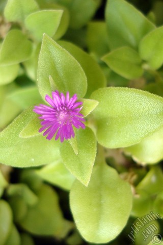 A mobile wallpaper and MMS picture for Apple iPhone 7s, 6s, 5s, 4s, Plus, iPods, iPads, New iPads, Samsung Galaxy S Series and Notes, Sony Ericsson Xperia, LG Mobile Phones, Tablets and Devices: Heartleaf Iceplant -Baby Sun Rose, Rock rose- with pink flowers.
