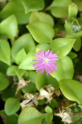 A mobile wallpaper and MMS picture for Apple iPhone 7s, 6s, 5s, 4s, Plus, iPods, iPads, New iPads, Samsung Galaxy S Series and Notes, Sony Ericsson Xperia, LG Mobile Phones, Tablets and Devices: Heartleaf Iceplant -Baby Sun Rose, Rock rose- with pink flowers.
