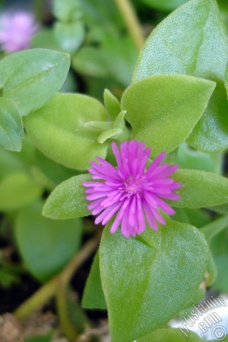 A mobile wallpaper and MMS picture for Apple iPhone 7s, 6s, 5s, 4s, Plus, iPods, iPads, New iPads, Samsung Galaxy S Series and Notes, Sony Ericsson Xperia, LG Mobile Phones, Tablets and Devices: Heartleaf Iceplant -Baby Sun Rose, Rock rose- with pink flowers.
