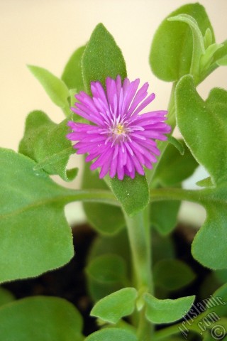 A mobile wallpaper and MMS picture for Apple iPhone 7s, 6s, 5s, 4s, Plus, iPods, iPads, New iPads, Samsung Galaxy S Series and Notes, Sony Ericsson Xperia, LG Mobile Phones, Tablets and Devices: Heartleaf Iceplant -Baby Sun Rose, Rock rose- with pink flowers.
