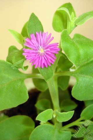 A mobile wallpaper and MMS picture for Apple iPhone 7s, 6s, 5s, 4s, Plus, iPods, iPads, New iPads, Samsung Galaxy S Series and Notes, Sony Ericsson Xperia, LG Mobile Phones, Tablets and Devices: Heartleaf Iceplant -Baby Sun Rose, Rock rose- with pink flowers.
