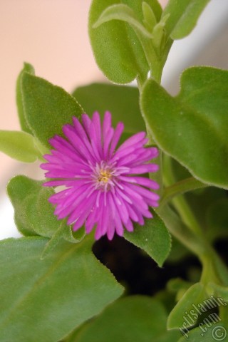 A mobile wallpaper and MMS picture for Apple iPhone 7s, 6s, 5s, 4s, Plus, iPods, iPads, New iPads, Samsung Galaxy S Series and Notes, Sony Ericsson Xperia, LG Mobile Phones, Tablets and Devices: Heartleaf Iceplant -Baby Sun Rose, Rock rose- with pink flowers.
