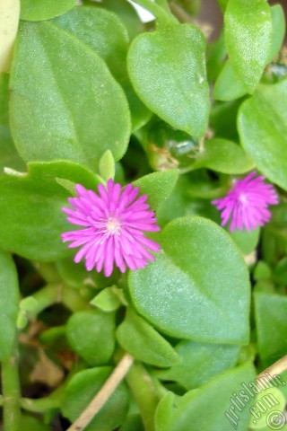 A mobile wallpaper and MMS picture for Apple iPhone 7s, 6s, 5s, 4s, Plus, iPods, iPads, New iPads, Samsung Galaxy S Series and Notes, Sony Ericsson Xperia, LG Mobile Phones, Tablets and Devices: Heartleaf Iceplant -Baby Sun Rose, Rock rose- with pink flowers.
