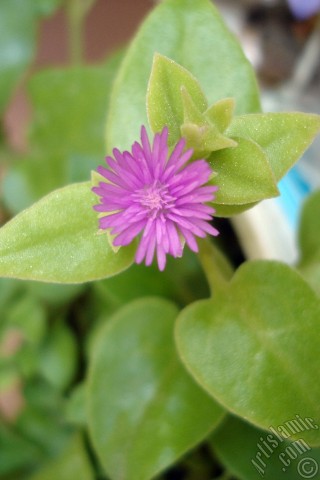 A mobile wallpaper and MMS picture for Apple iPhone 7s, 6s, 5s, 4s, Plus, iPods, iPads, New iPads, Samsung Galaxy S Series and Notes, Sony Ericsson Xperia, LG Mobile Phones, Tablets and Devices: Heartleaf Iceplant -Baby Sun Rose, Rock rose- with pink flowers.
