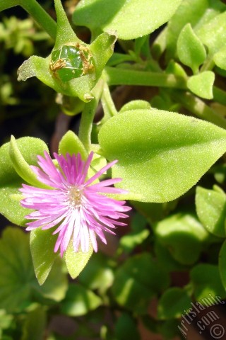 A mobile wallpaper and MMS picture for Apple iPhone 7s, 6s, 5s, 4s, Plus, iPods, iPads, New iPads, Samsung Galaxy S Series and Notes, Sony Ericsson Xperia, LG Mobile Phones, Tablets and Devices: Heartleaf Iceplant -Baby Sun Rose, Rock rose- with pink flowers.
