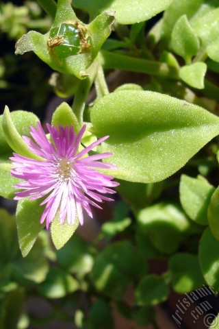 A mobile wallpaper and MMS picture for Apple iPhone 7s, 6s, 5s, 4s, Plus, iPods, iPads, New iPads, Samsung Galaxy S Series and Notes, Sony Ericsson Xperia, LG Mobile Phones, Tablets and Devices: Heartleaf Iceplant -Baby Sun Rose, Rock rose- with pink flowers.
